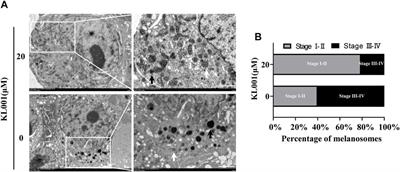 Cryptochrome 1 activation inhibits melanogenesis and melanosome transport through negative regulation of cAMP/PKA/CREB signaling pathway